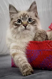 Masquerade: Cat - Siberian / Neva Masquerade