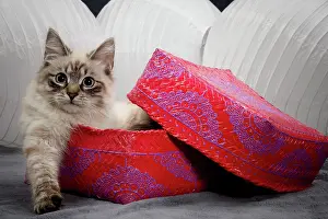 Masquerade: Cat - Siberian / Neva Masquerade