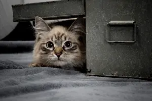 Masquerade: Cat - Siberian / Neva Masquerade