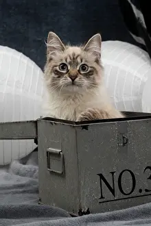 Masquerade: Cat - Siberian / Neva Masquerade
