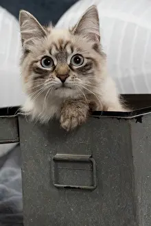 Masquerade: Cat - Siberian / Neva Masquerade