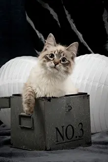Masquerade: Cat - Siberian / Neva Masquerade
