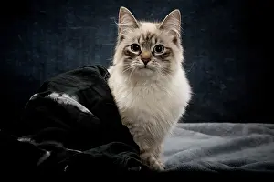Masquerade: Cat - Siberian / Neva Masquerade