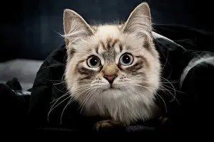 Masquerade: Cat - Siberian / Neva Masquerade