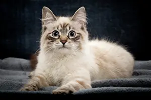 Masquerade: Cat - Siberian / Neva Masquerade