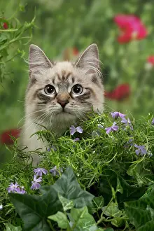 Masquerade: Cat - Siberian / Neva Masquerade