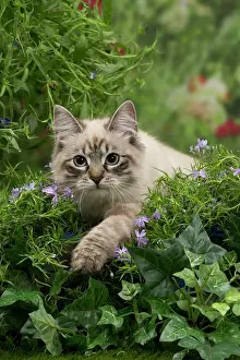 Masquerade: Cat - Siberian / Neva Masquerade