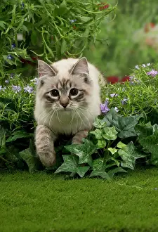 Masquerade: Cat - Siberian / Neva Masquerade