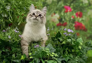 Masquerade: Cat - Siberian / Neva Masquerade