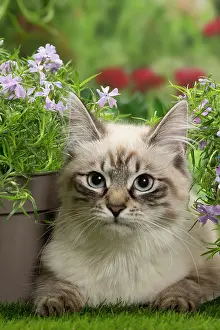 Masquerade: Cat - Siberian / Neva Masquerade