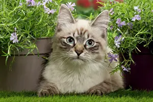 Masquerade: Cat - Siberian / Neva Masquerade
