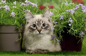 Masquerade: Cat - Siberian / Neva Masquerade
