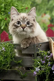 Masquerade: Cat - Siberian / Neva Masquerade