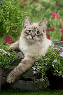 Masquerade: Cat - Siberian / Neva Masquerade