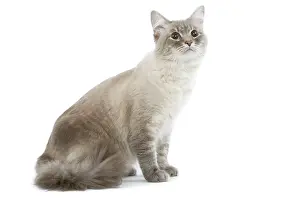 Masquerade: Cat - Siberian / Neva Masquerade blue tabby point in studio