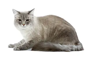 Masquerade: Cat - Siberian / Neva Masquerade blue tabby point in studio