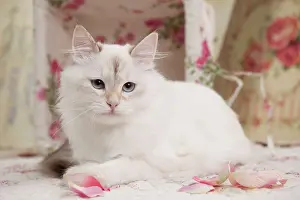 Tortie: Cat - Siberian seal tortie tabby point - 7 months old