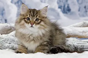 Icey: Cat - Siberian in snow
