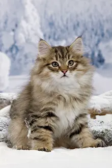 Icey: Cat - Siberian in snow
