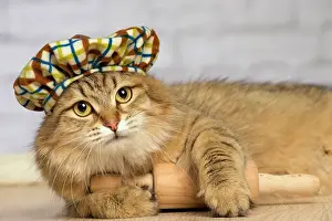 Tartan: Cat