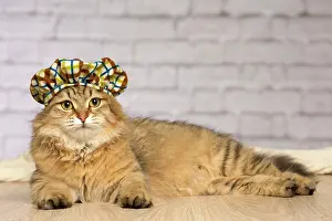 Tartan: Cat