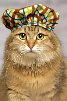 Tartan: Cat
