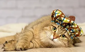 Tartan: Cat