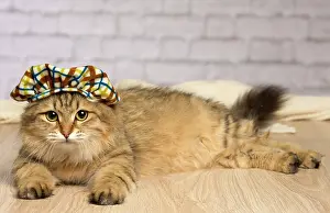 Tartan: Cat