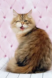 Winking: Cat Siberian winking. Digital Manipulation