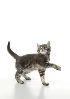 Yoga: CAT. silver grey kitten ( 12 weeks old ) with
