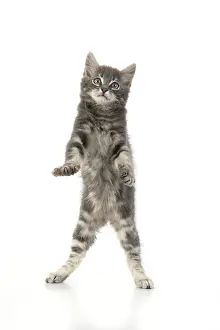 060520: CAT. silver grey kitten ( 12 weeks old ) with