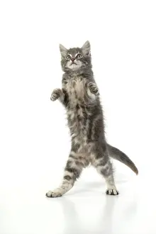 060520: CAT. silver grey kitten ( 12 weeks old ) with