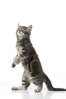060520: CAT. silver grey kitten ( 12 weeks old ) with