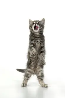 060520: CAT. silver grey kitten ( 12 weeks old ) with