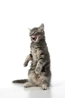 060520: CAT. silver grey kitten ( 12 weeks old ) with