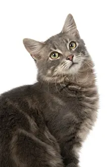 200720: CAT. silver grey tabby, sitting with head turned