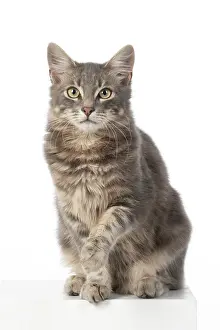 200720: CAT. silver grey tabby, sitting paw up, studio