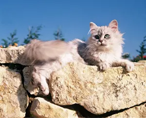 Basking: CAT - SILVER SHADED PERSIAN