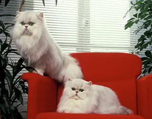 Chinchillas: Cat - Silver Shaded Persian Chinchillas - sitting