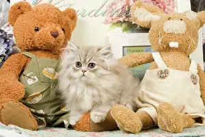 Teddies: Cat - Silver Shaded Persian - amongst teddy bears