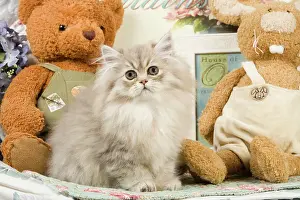 Teddies: Cat - Silver Shaded Persian - amongst teddy bears