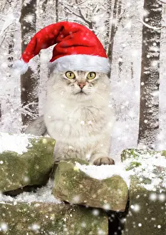 281217: CAT, silver Somali wearing Christmas hat in snow