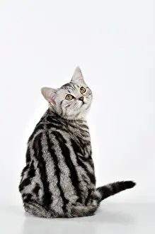 Shoulder: CAT - Silver tabby looking over its shoulder