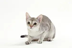 Singapura: Cat