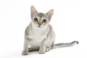 Singapura: Cat
