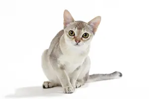Singapura: Cat