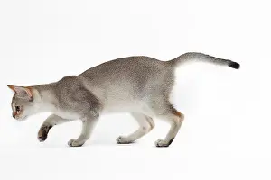 Singapura: Cat