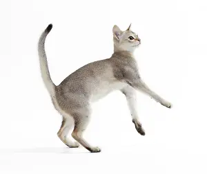 Singapura: Cat