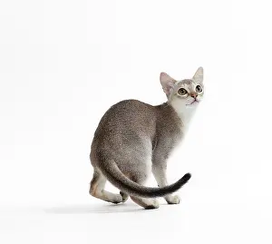 Singapura: Cat