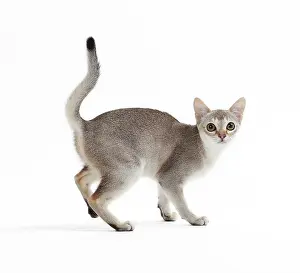 Singapura: Cat